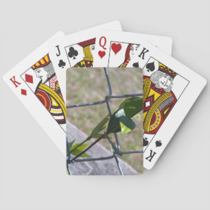 Rebe an einem Kettengliederzaun das Leben findet e Spielkarten