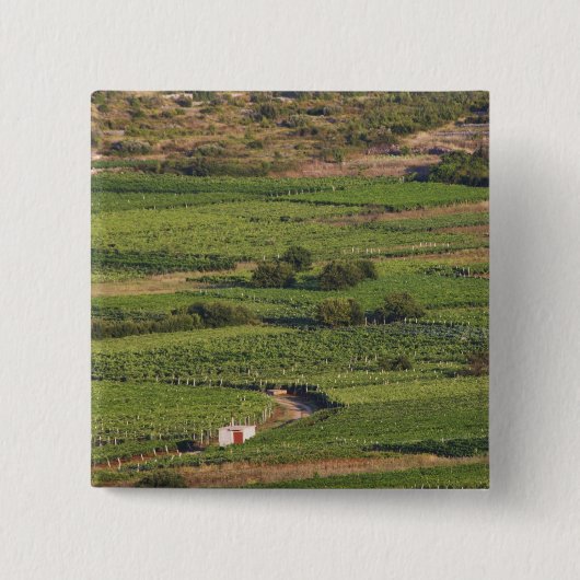 Reben auf Korcula aus der Toreta Button (Vorderseite)