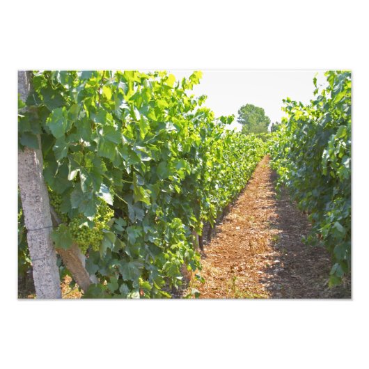 Reben, die auf Drähten trainiert werden, unterstüt Fotodruck (Vorne)