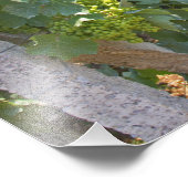 Reben, die auf Drähten trainiert werden, unterstüt Fotodruck (Ecke)