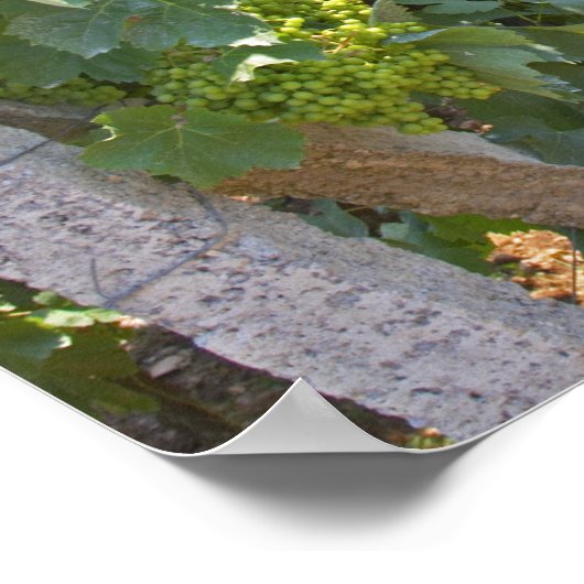 Reben, die auf Drähten trainiert werden, unterstüt Poster (Ecke)