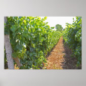 Reben, die auf Drähten trainiert werden, unterstüt Poster (Vorne)