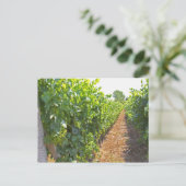 Reben, die hoch auf Drähten trainiert werden, unte Postkarte (Stehend Vorderseite)