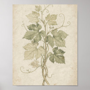 Rebenranken und Blätter Botanische Kunst Poster