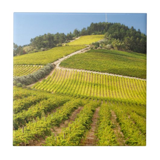 Rebfläche, Stellenbosch, Western Fliese (Vorderseite)