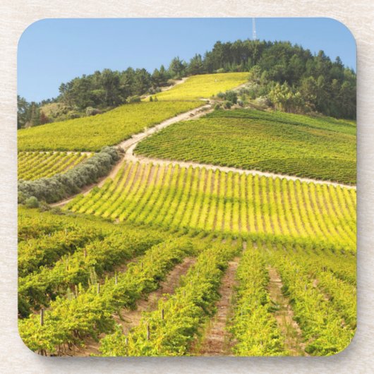 Rebfläche, Stellenbosch, Western Getränkeuntersetzer (Vorderseite)