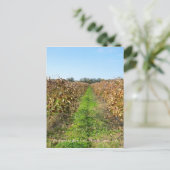 Rebflächen im Nordosten der PA Postkarte (Stehend Vorderseite)