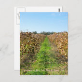 Rebflächen im Nordosten der PA Postkarte (Vorne/Hinten)