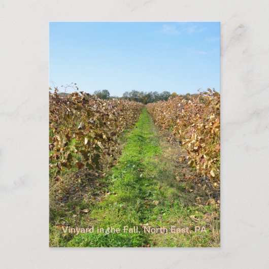 Rebflächen im Nordosten der PA Postkarte (Vorderseite)