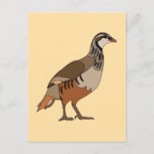 Rebhuhn Chukar Vogel Postkarte (Vorderseite)