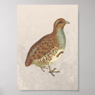Rebhuhn Illustration Poster