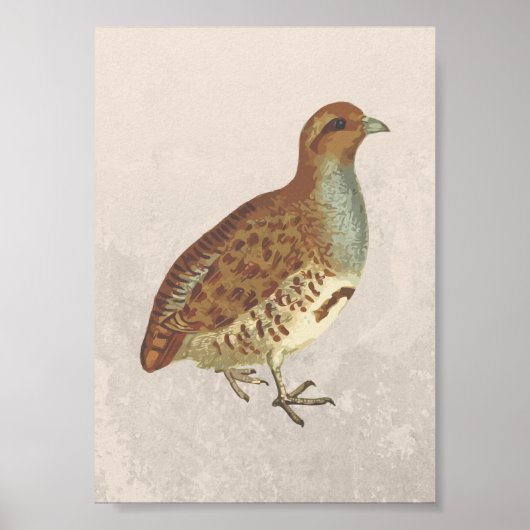 Rebhuhn Illustration Poster (Vorne)