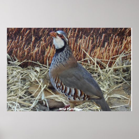 Rebhuhn Poster (Vorne)