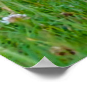 Rebhuhn Poster (Ecke)