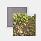 Rebstöcke von Cabernet Sauvignon in Folge Magnet (Vorderseite/Rückseite)
