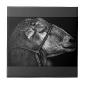 Recht Fliese (Vorderseite)