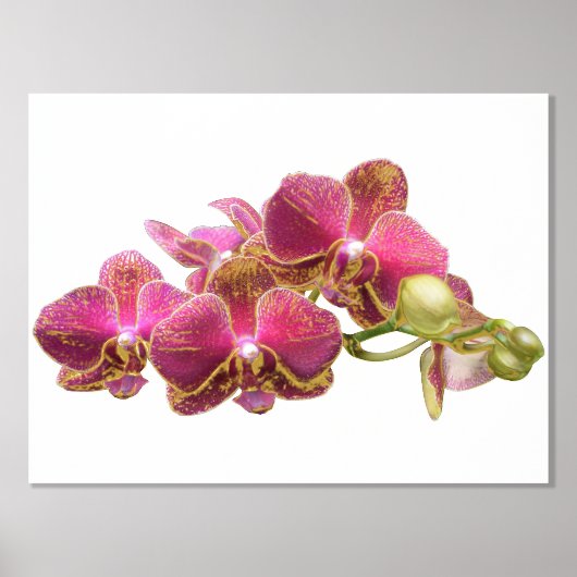 Rechter Foil Akzent auf Red Orchids Print Poster (Vorderseite)