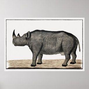 Recto Diceros bicornis bicornis: Schwarzes Nashorn Poster