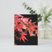 Red Acer Postcard Postkarte (Stehend Vorderseite)