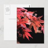 Red Acer Postcard Postkarte (Vorne/Hinten)