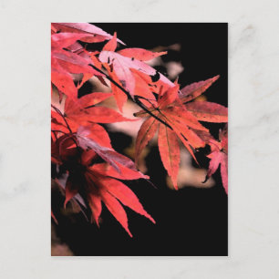 Red Acer Postcard Postkarte