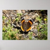 Red Admiral Butterfly in Sun Poster (Vorne)