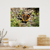 Red Admiral Butterfly in Sun Poster (Küche)