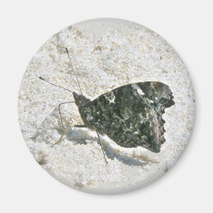 Red Admiral Butterfly on Beach Coordinated Items Magnet