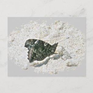Red Admiral Butterfly on Beach Coordinated Items Postkarte