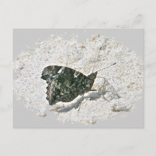 Red Admiral Butterfly on Beach Coordinated Items Postkarte (Vorderseite)
