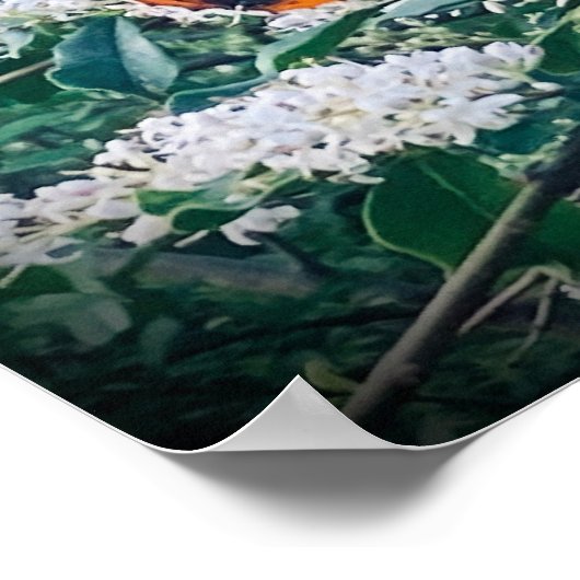 Red Admiral Butterfly Poster (Ecke)