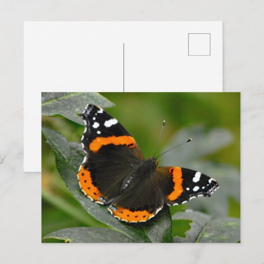 Red Admiral Butterfly Postkarte (Vorne/Hinten)