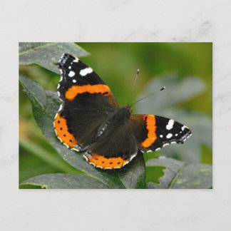 Red Admiral Butterfly Postkarte