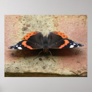 Red Admiral Butterfly Print Poster