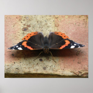 Red Admiral Butterfly Print Poster