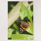 Red Admiral Butterfly Puzzle (Vertikal)