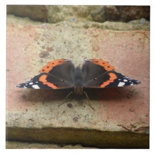 Red Admiral Butterfly Tile Fliese