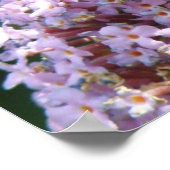 Red Admiral Butterfly und Buddleia Poster (Ecke)