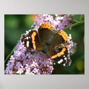 Red Admiral Butterfly und Buddleia Poster
