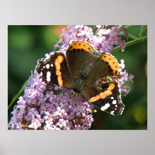 Red Admiral Butterfly und Buddleia Poster (Vorne)