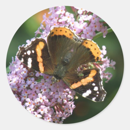 Red Admiral Butterfly und Buddleia Stickers (Vorderseite)
