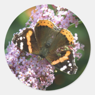 Red Admiral Butterfly und Buddleia Stickers