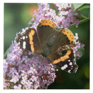 Red Admiral Butterfly und Buddleiie Tile Fliese