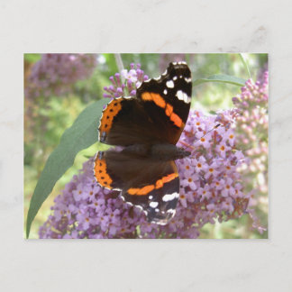 Red Admiral Postcard Postkarte