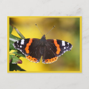 Red Admiral Postkarte