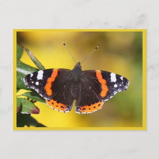 Red Admiral Postkarte (Vorderseite)