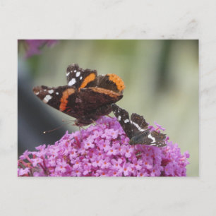 Red Admiral und Map Butterfly DIY Postkarte