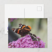 Red Admiral und Map Butterfly DIY Postkarte (Vorne/Hinten)