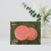 Red Amanita Mushrooms Foto Postkarte (Stehend Vorderseite)