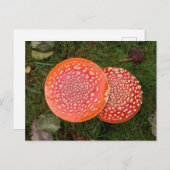 Red Amanita Mushrooms Foto Postkarte (Vorne/Hinten)